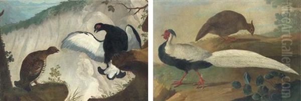 A Male And Female Black Game (+ A Male And Female Silver Pheasant; Pair) Oil Painting by Jakob Bogdani