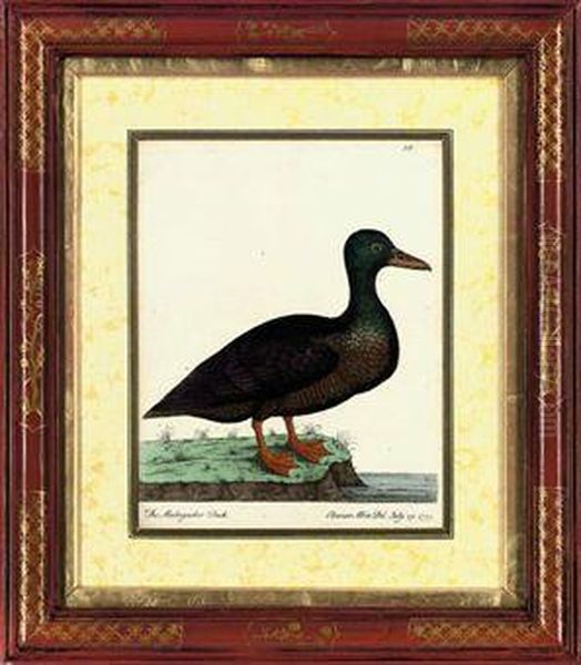 The Madagasker Duck Oil Painting by Eleazar Weiss Albin