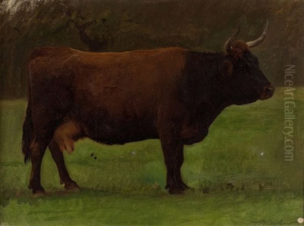 Etude D'une Vache De Salers (study) Oil Painting by Auguste (Francois Auguste) Bonheur