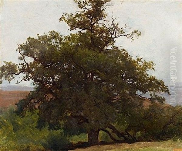 Chene En Auvergne (study) Oil Painting by Auguste (Francois Auguste) Bonheur