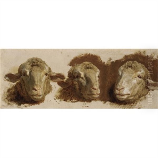 Sheep Heads (studies) Oil Painting by Auguste (Francois Auguste) Bonheur