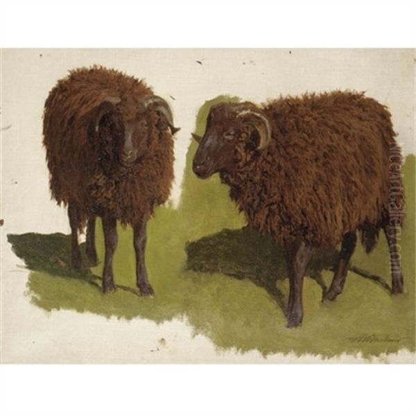 Study Of Black Rams Oil Painting by Auguste (Francois Auguste) Bonheur