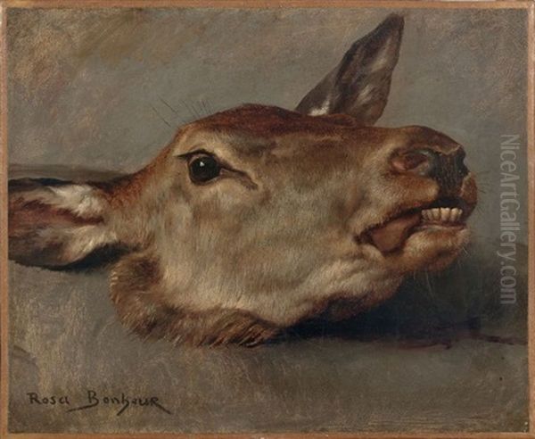 Etude De Tete De Biche by Rosa Bonheur