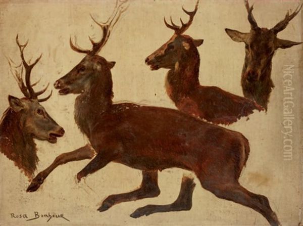 Etude De Cerf (study) Oil Painting by Rosa Bonheur