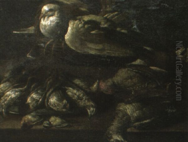 A Dove Nestling In A Basket, Surrounded By Other Dead Birds On A Ledge Oil Painting by Felice Boselli