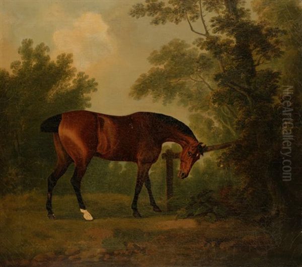 A Study Of A Horse In A Wooded Landscape Oil Painting by John Boultbee