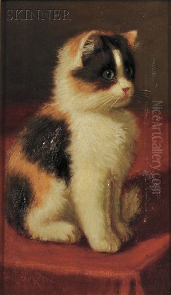 Calico Kitten Oil Painting by Sidney Lawrence Brackett