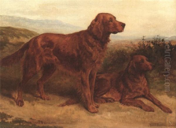 Irish Setters 