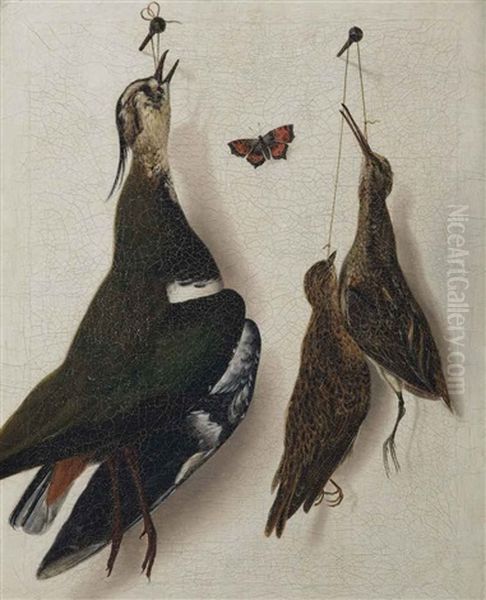 A Plover, A Longbill And A Mistle-thrush Hanging From A Nail, With A Red Butterfly Oil Painting by Albertus Jonas Brandt