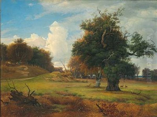 En Gammel Eg I Jaegersborg Dyrehave. An Old Oak In Dyrehaven (the Deer Park) North Of Copenhagen Oil Painting by Thorald Brendstrup