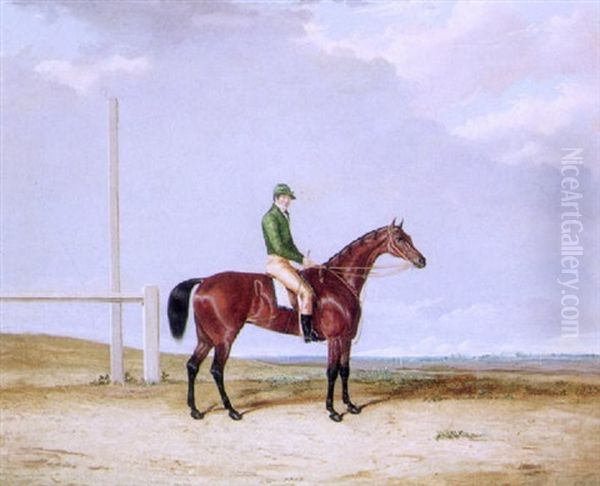 The Bay Racehorse 