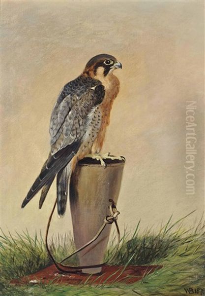 A Red Naped Shaheen Falcon Oil Painting by William Broderick