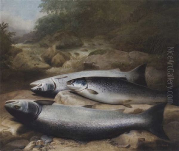 Three Salmon On A Rocky Riverbank Oil Painting by John Bucknell