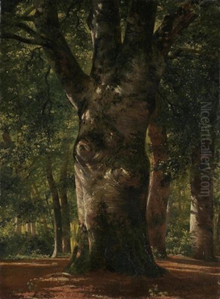 Tronc De Hetre (trunk Of A Beech Tree) Oil Painting by Alexandre Calame