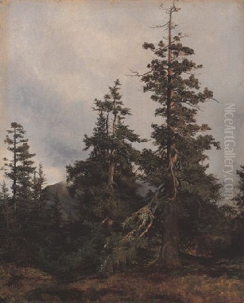 Grands Sapins Dans Un Paysage De Montagne Oil Painting by Alexandre Calame