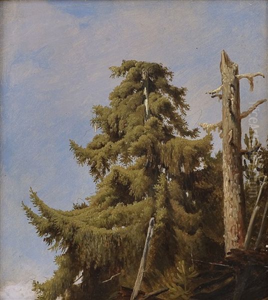 Tree (study) Oil Painting by Herman August Cappelen