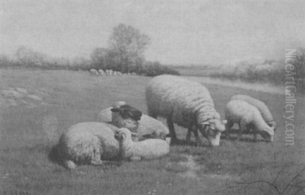 Sheep Grazing Oil Painting by Samuel S. Carr