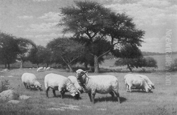 Sheep Grazing by Samuel S. Carr