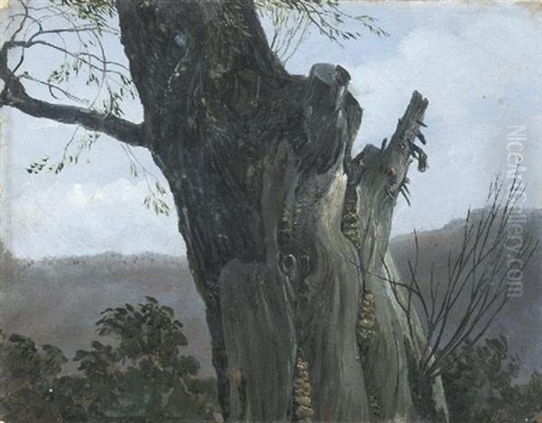 Baumstudie Bei Hosterwitz Oil Painting by Carl Gustav Carus