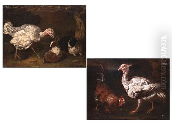 Tierdarstellungen (pair) Oil Painting by Giovanni Agostino (Abate) Cassana