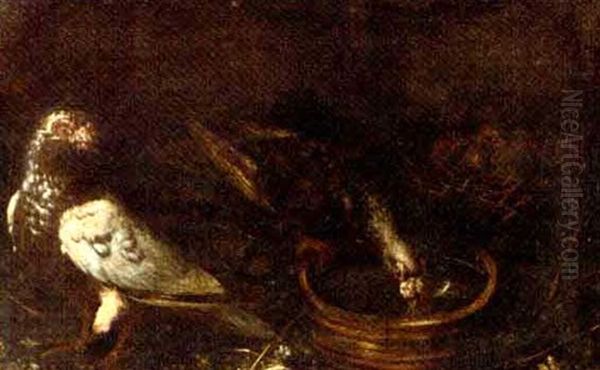 Two Pigeons, One At A Water Bowl With Two Squabs In A Nest Oil Painting by Giovanni Agostino (Abate) Cassana