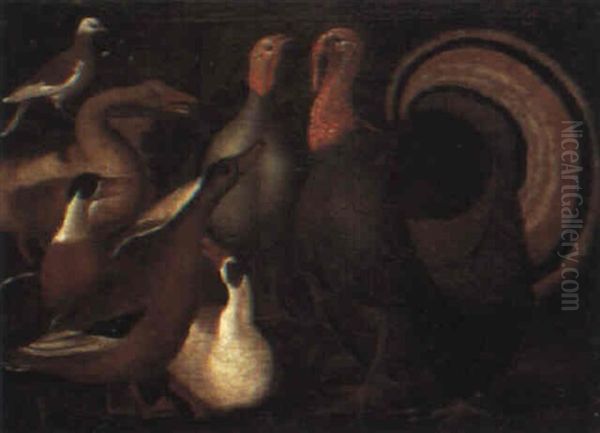 Study Of Ducks, Geese, A Dove And Turkeys Oil Painting by Giovanni Agostino (Abate) Cassana