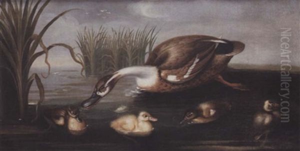 A Duck And Her Four Ducklings In A Stream Amongst Reeds Oil Painting by Pieter Casteels III