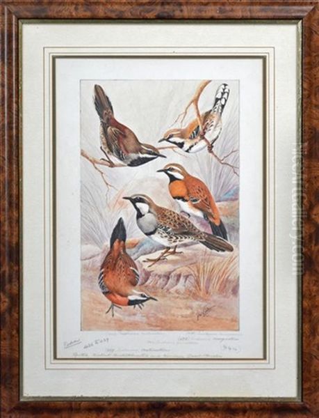 Spotted, Chestnut, Chestnut Breasted And Cinnamon Quail-thrushes Oil Painting by Neville William Cayley