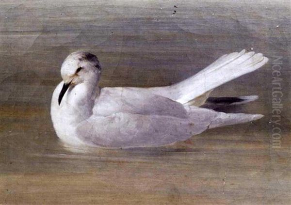 Seagull Resting On Water Oil Painting by Conrad Wise Chapman