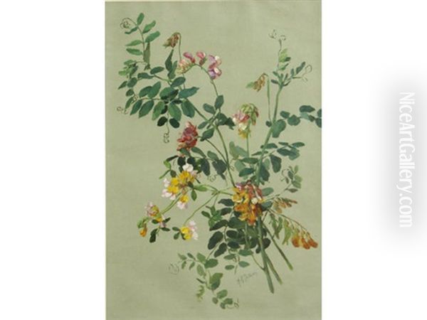 Bur Clover (pea Family); Hedge, Nettle And Lily (pair) by Alice Brown Chittenden