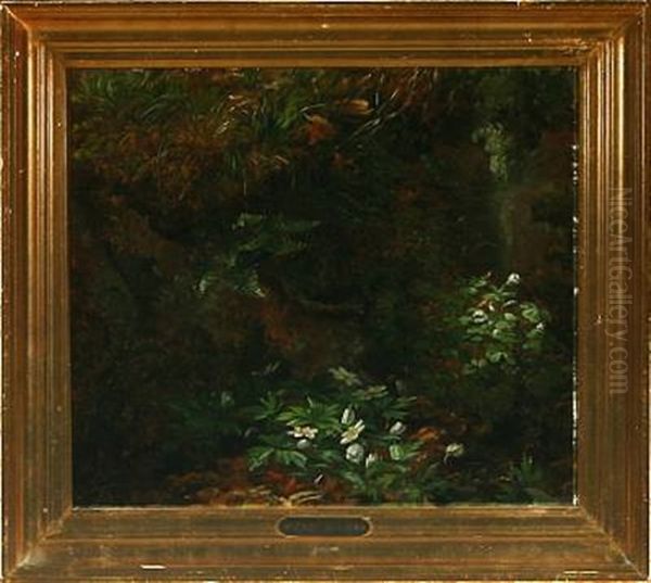 A Forest Floor With Anemones Oil Painting by Anthonie Eleonore (Anthonore) Christensen