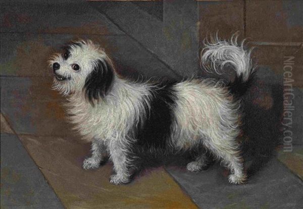 Bologneser Hundchen Oil Painting by Pier Francesco Cittadini