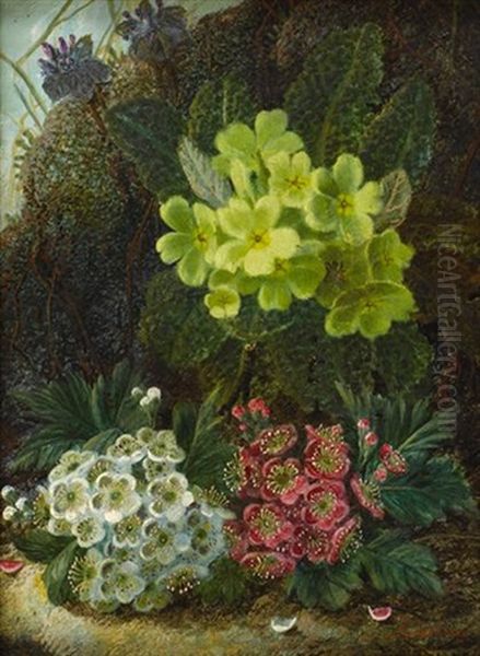 Primroses And Blossom Oil Painting by Oliver Clare