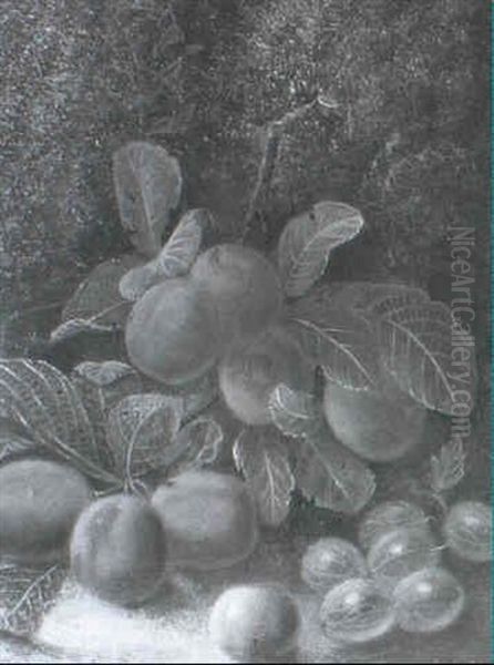 Still Life Study Of Victoria Plums And Gooseberries by Oliver Clare