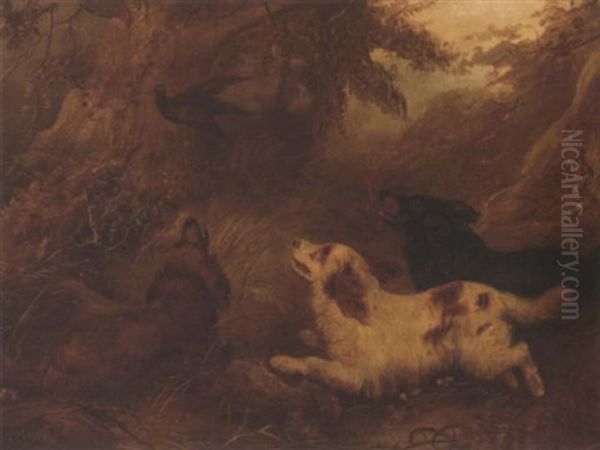 Spaniels Flushing Out A Pheasant Oil Painting by Albert Clark