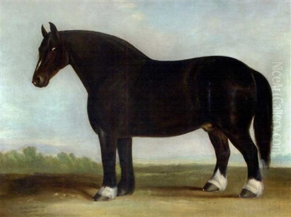 The Cottenham Shire, A Dark Bay Shire Stallion In A Landscape Oil Painting by James Clark