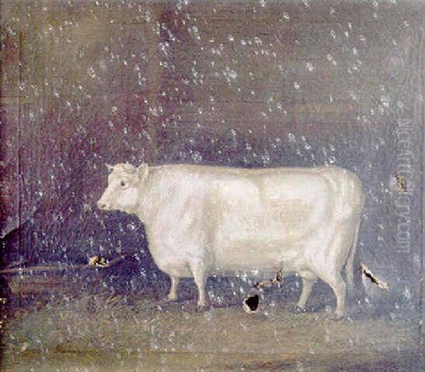 Portrait Of A Shorthorn Oil Painting by James Clark