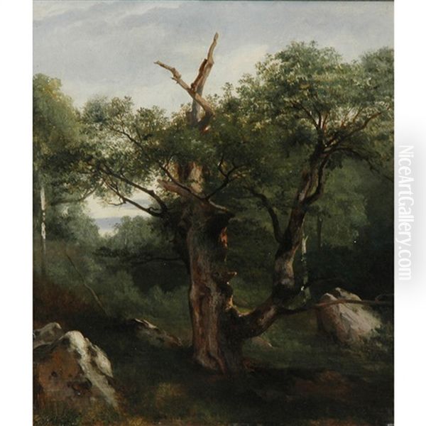 Study Of A Tree Oil Painting by Jules Coignet