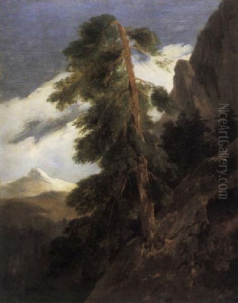 Study Of Fir Trees On A Mountain Side Oil Painting by Jules Coignet