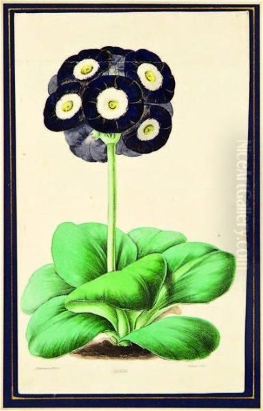 Primula Auricula Oxonian Oil Painting by James Andrews