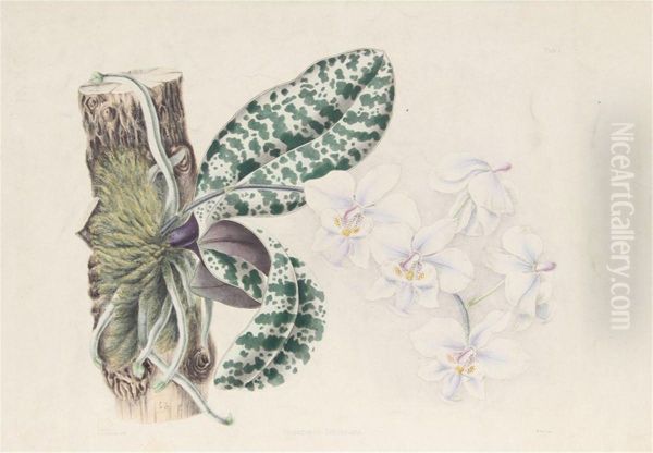 Phalaenopsis Schilleriana Oil Painting by Joseph Andrews