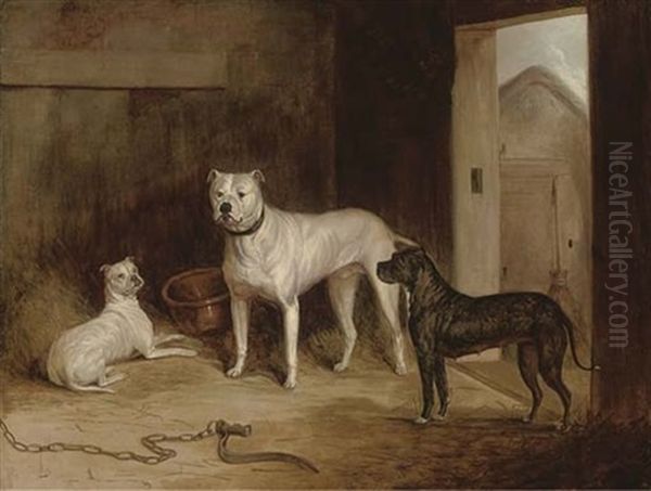 A Bulldog And Bull Terriers In An Outhouse Oil Painting by Abraham Cooper