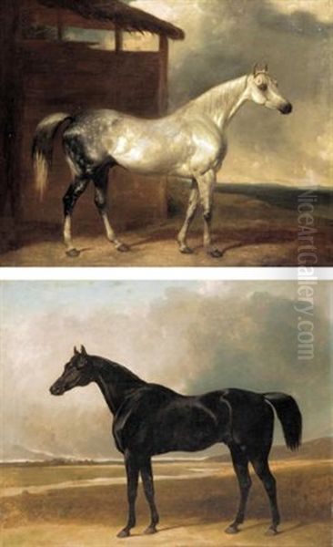 Captain Lord Charles Pelham-clinton's 1st Life Guard's Charger (+ Lady Charles Pelham-clinton's Grey Arab Hack; Pair) Oil Painting by Abraham Cooper