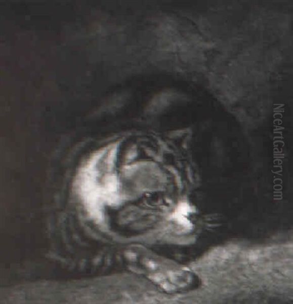 Study Of A Tabby Cat Oil Painting by Abraham Cooper