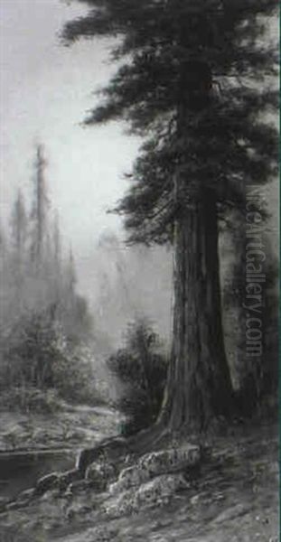 Big Basin Redwood Oil Painting by Astley David Middleton Cooper