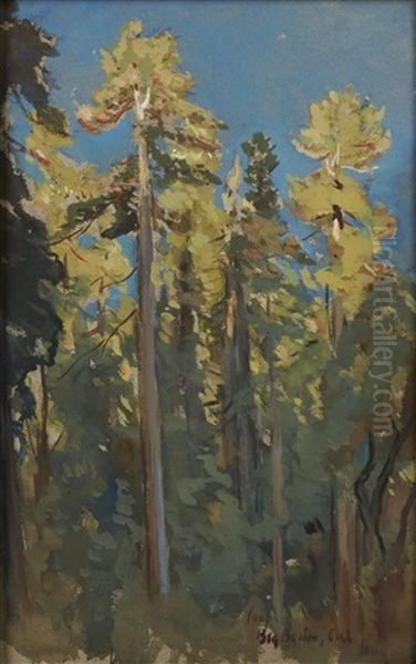 The Last Rays, Big Basin, Cal Oil Painting by Colin Campbell Cooper