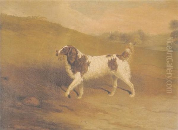 A Liver And White Spaniel In A Landscape Oil Painting by Edwin Cooper