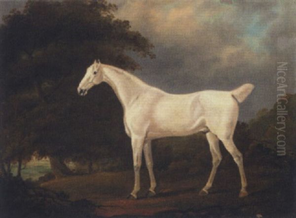 A Grey Hunter In A Wooded Landscape Oil Painting by Edwin Cooper