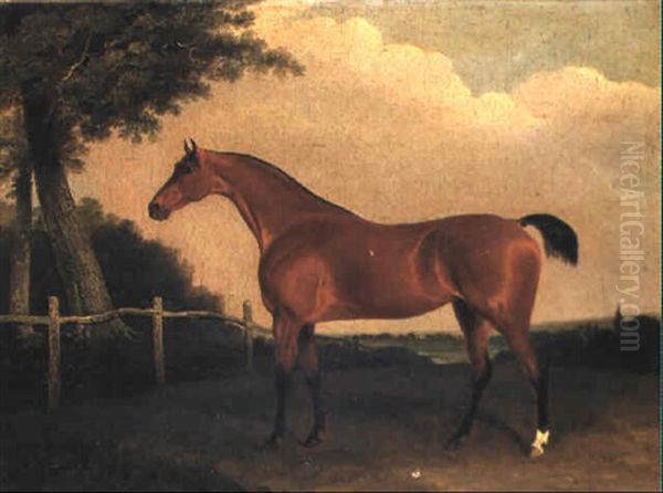 A Light Bay Hunter In A Wooded Landscape Oil Painting by Edwin Cooper