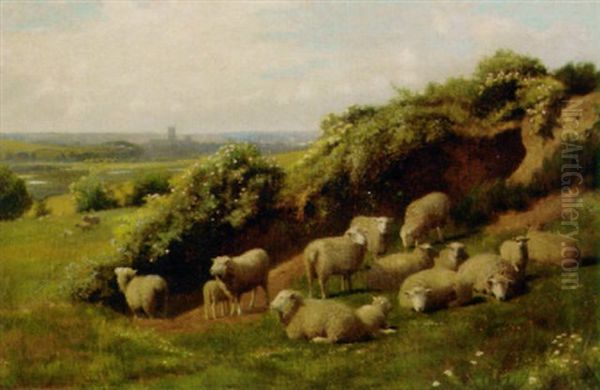 Sheep Resting In A Meadow, Canterbury Beyond Oil Painting by William Sidney Cooper